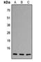 Eotaxin-1 antibody, LS-C354578, Lifespan Biosciences, Western Blot image 