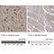 Praja Ring Finger Ubiquitin Ligase 2 antibody, NBP1-83006, Novus Biologicals, Immunohistochemistry paraffin image 