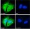 MYC Associated Factor X antibody, 45-088, ProSci, Immunofluorescence image 