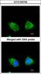 Inositol Polyphosphate-1-Phosphatase antibody, GTX105739, GeneTex, Immunofluorescence image 