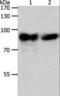 Aconitase 2 antibody, LS-C406096, Lifespan Biosciences, Western Blot image 