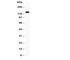 CD11b antibody, R31043, NSJ Bioreagents, Western Blot image 