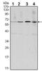 Cyclin B1 antibody, AM06530SU-N, Origene, Western Blot image 