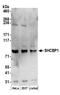 SHC Binding And Spindle Associated 1 antibody, A304-597A, Bethyl Labs, Western Blot image 