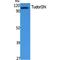 Staphylococcal Nuclease And Tudor Domain Containing 1 antibody, LS-C386851, Lifespan Biosciences, Western Blot image 