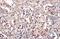 E2F-1 antibody, 3332, QED Bioscience, Immunohistochemistry frozen image 