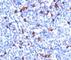 Goat Rabbit IgG antibody, V7032IHC-7ML, NSJ Bioreagents, Immunohistochemistry paraffin image 