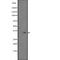 AlkB Homolog 3, Alpha-Ketoglutaratedependent Dioxygenase antibody, abx147651, Abbexa, Western Blot image 