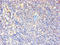 CD7 Molecule antibody, LS-C318368, Lifespan Biosciences, Immunohistochemistry paraffin image 