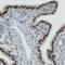 RE1 Silencing Transcription Factor antibody, NBP2-42048, Novus Biologicals, Immunohistochemistry frozen image 