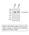 Caspase 9 antibody, M00080-5, Boster Biological Technology, Western Blot image 