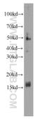 FKBP Prolyl Isomerase 2 antibody, 66091-1-Ig, Proteintech Group, Western Blot image 