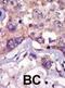 LCK Proto-Oncogene, Src Family Tyrosine Kinase antibody, abx033638, Abbexa, Flow Cytometry image 