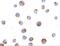 T Cell Immunoglobulin And Mucin Domain Containing 4 antibody, GTX31299, GeneTex, Immunocytochemistry image 