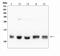 Beta-2-Microglobulin antibody, A00456-3, Boster Biological Technology, Western Blot image 