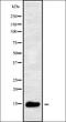 Transcription Elongation Factor A Like 8 antibody, orb338766, Biorbyt, Western Blot image 