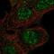Rho GTPase Activating Protein 42 antibody, PA5-58989, Invitrogen Antibodies, Immunofluorescence image 