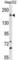 Patatin Like Phospholipase Domain Containing 6 antibody, abx028705, Abbexa, Western Blot image 