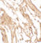 Interleukin 37 antibody, 7499, ProSci, Immunohistochemistry paraffin image 