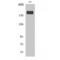 Insulin Receptor Substrate 1 antibody, LS-C380746, Lifespan Biosciences, Western Blot image 