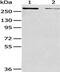 WNK Lysine Deficient Protein Kinase 2 antibody, CSB-PA992576, Cusabio, Western Blot image 
