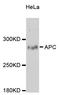 APC Regulator Of WNT Signaling Pathway antibody, abx007266, Abbexa, Western Blot image 