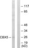 Chromobox 5 antibody, abx013492, Abbexa, Western Blot image 