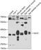Sarcoglycan Delta antibody, GTX32871, GeneTex, Western Blot image 