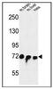 Striatin Interacting Protein 1 antibody, AP51575PU-N, Origene, Western Blot image 