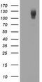 Phosphodiesterase 2A antibody, LS-C172646, Lifespan Biosciences, Western Blot image 