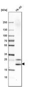 Serglycin antibody, PA5-51452, Invitrogen Antibodies, Western Blot image 