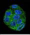 Ubiquitin D antibody, PA5-48168, Invitrogen Antibodies, Immunofluorescence image 