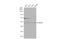 Dihydrolipoamide S-Succinyltransferase antibody, NBP1-31715, Novus Biologicals, Western Blot image 