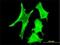 Tafazzin antibody, H00006901-M19, Novus Biologicals, Immunofluorescence image 