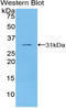 Tubulin Epsilon 1 antibody, LS-C296841, Lifespan Biosciences, Western Blot image 