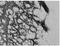 Proenkephalin-A antibody, AP32079PU-N, Origene, Immunohistochemistry frozen image 