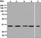 Adenosine A1 Receptor antibody, ab124780, Abcam, Western Blot image 