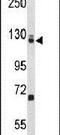 Elongation Factor Tu GTP Binding Domain Containing 2 antibody, PA5-26296, Invitrogen Antibodies, Western Blot image 