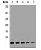 Cytochrome C Oxidase Subunit 6A1 antibody, LS-C667754, Lifespan Biosciences, Western Blot image 