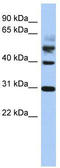 Tubulin--tyrosine ligase antibody, TA337818, Origene, Western Blot image 