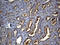 HCLS1 Binding Protein 3 antibody, M12815, Boster Biological Technology, Immunohistochemistry paraffin image 