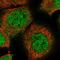 Zinc Finger And BTB Domain Containing 48 antibody, HPA030417, Atlas Antibodies, Immunofluorescence image 
