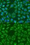 Wnt Family Member 7B antibody, GTX65897, GeneTex, Immunofluorescence image 