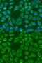 Protein Wnt-7b antibody, GTX65897, GeneTex, Immunofluorescence image 