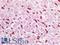 Glycophorin A (MNS Blood Group) antibody, LS-B16103, Lifespan Biosciences, Immunohistochemistry paraffin image 