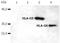 HLAG antibody, AM03081PU-N, Origene, Western Blot image 