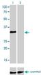 Homeobox C4 antibody, H00003221-M01, Novus Biologicals, Western Blot image 