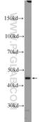 Retinoid X Receptor Alpha antibody, 10631-1-AP, Proteintech Group, Western Blot image 