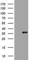 ING2 antibody, MA5-26476, Invitrogen Antibodies, Western Blot image 