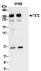 Tet Methylcytosine Dioxygenase 2 antibody, NBP2-32104, Novus Biologicals, Western Blot image 